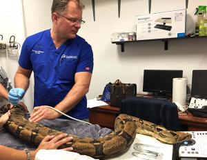 “The Vomiting Boa Constrictor” — Sonopath’s January 2017 Case Of The Month