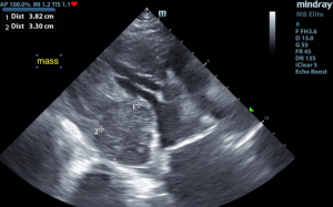 Left Ventricular Cardiac Mass Invading The Pericardium In A 13-Year-Old MN Beagle Mix: Our Case of the Month