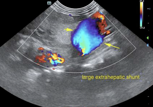 Extrahepatic Portosystemic Shunt In A 5-Month-Old Intact Female English Springer Spaniel